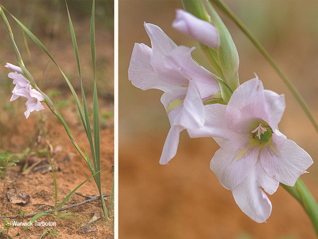 Gladiolus rehmannii