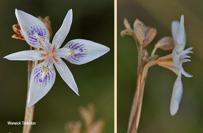 Moraea stricta