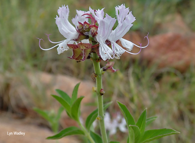 Ocimum obovatum obovatum