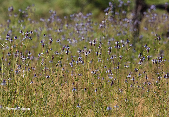 Pycnostachys reticulata