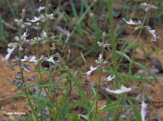 Syncolostemon canescens