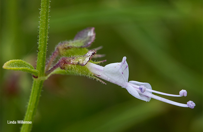 Syncolostemon canescens