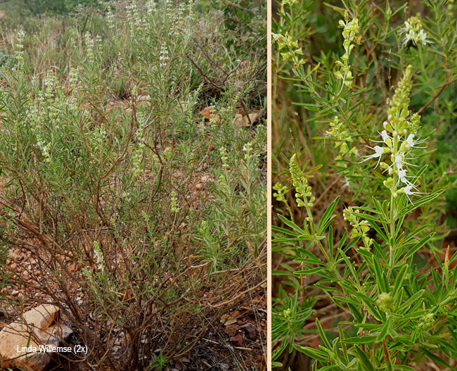 Syncolostemon linearis