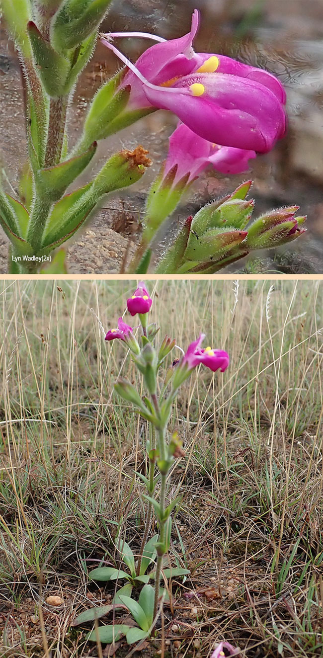 Craterostigma wilmsii