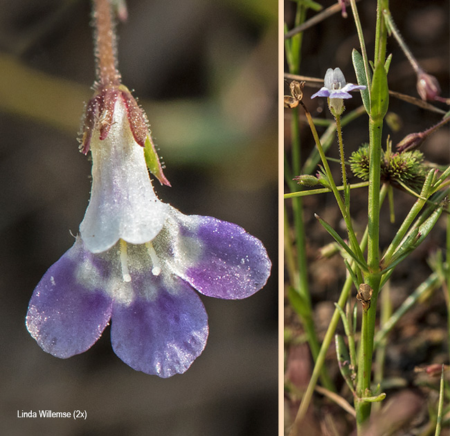 Lindernia parviflora