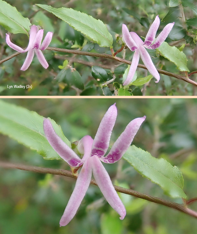 Cyphia assimilis