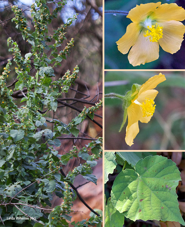 Abutilon angulatum