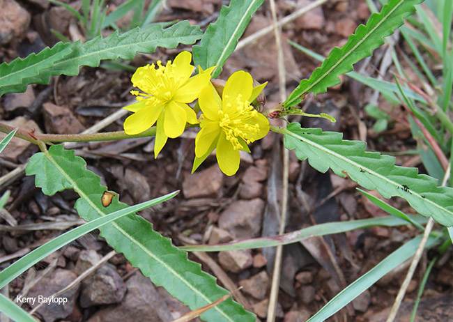 Corchorus asplenifolius