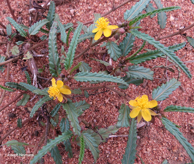 Corchorus asplenifolius