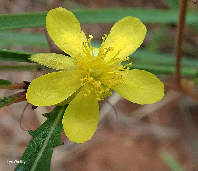 Corchorus asplenifolius