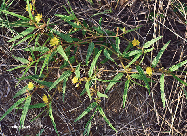 Corchorus kirkii