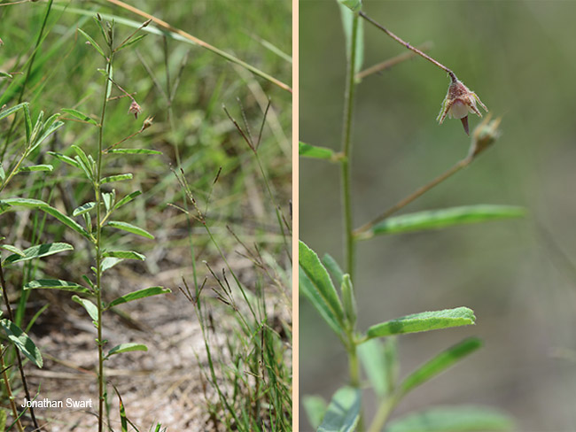 Hermannia boraginiflora