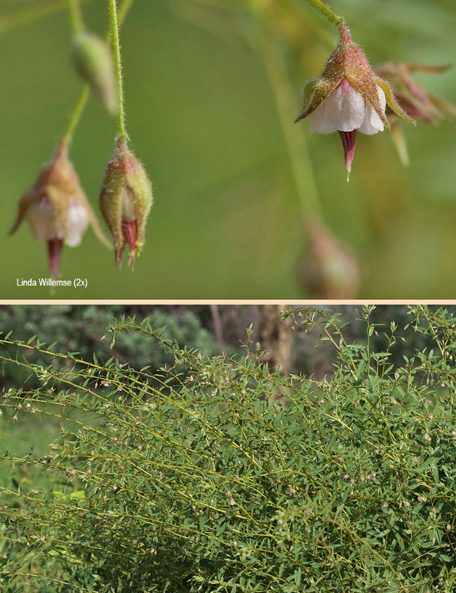Hermannia boraginiflora
