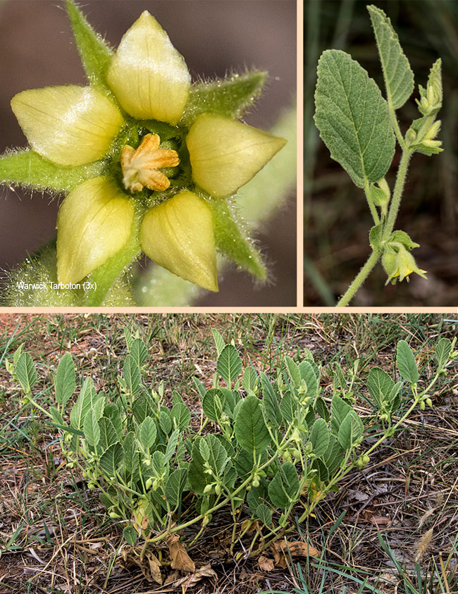 Hermannia burkei