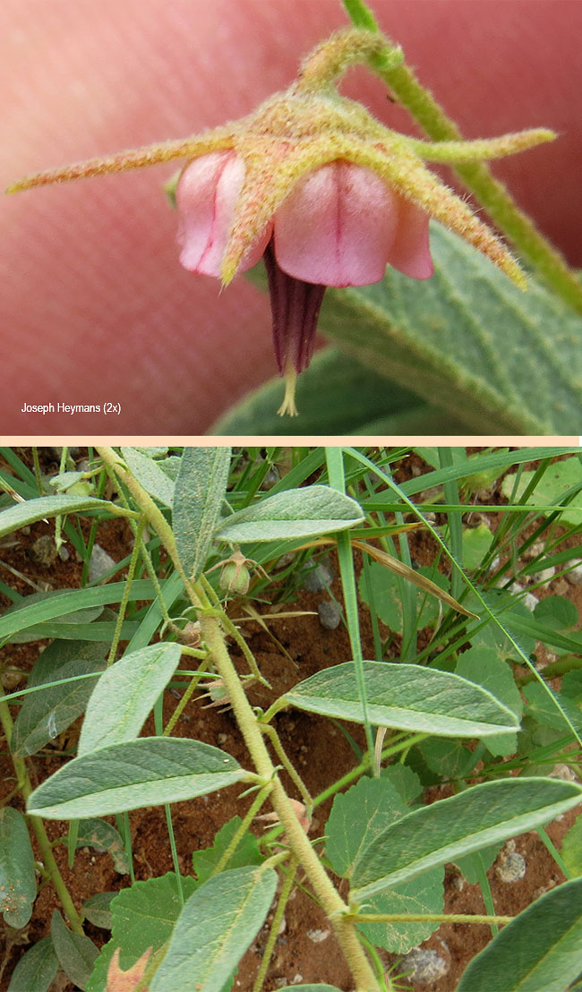 Hermannia grisea