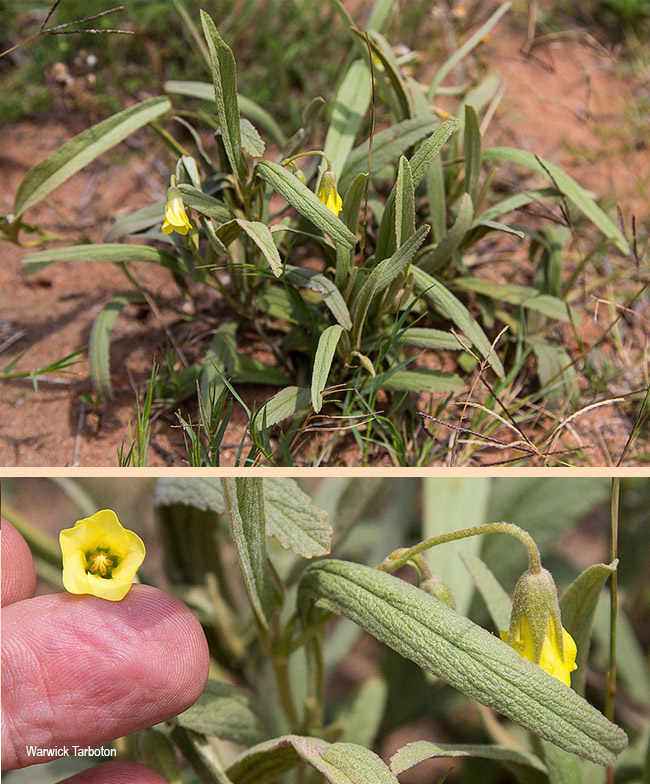 Hermannia lancifolia