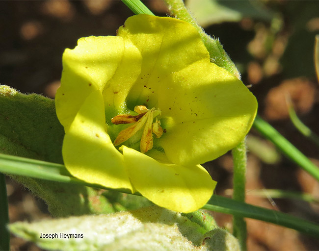 Hermannia lancifolia