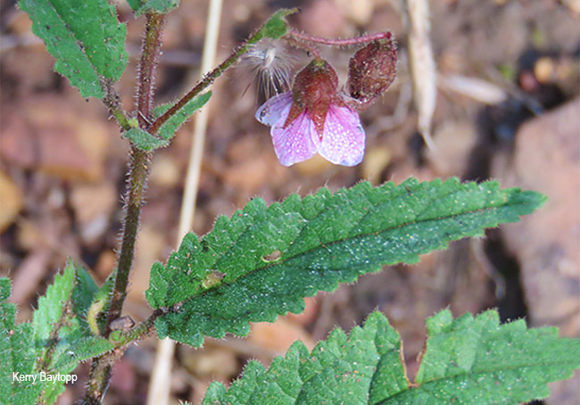 Hermannia depressa