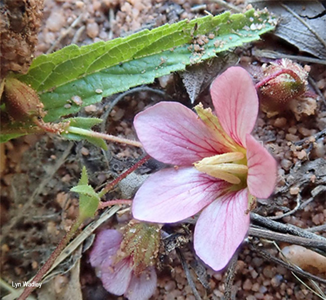 Hermannia quartiniana