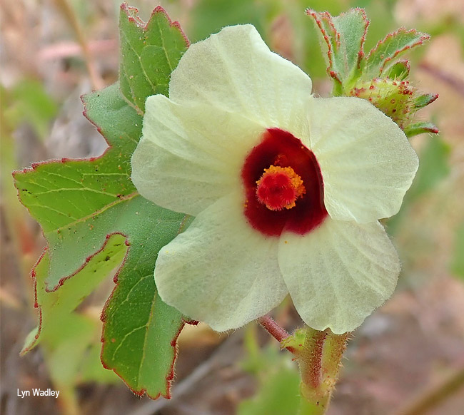 Hibiscus cannabinus
