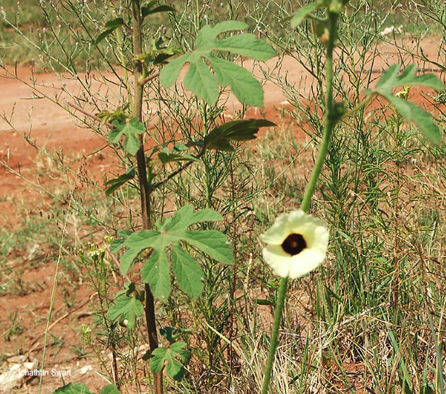Hibiscus cannabinus