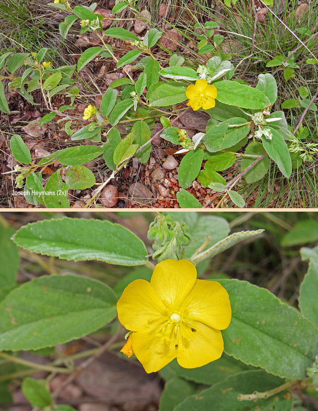 Melhania acuminata
