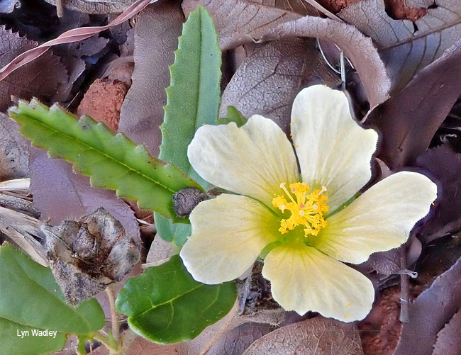Sida dregei