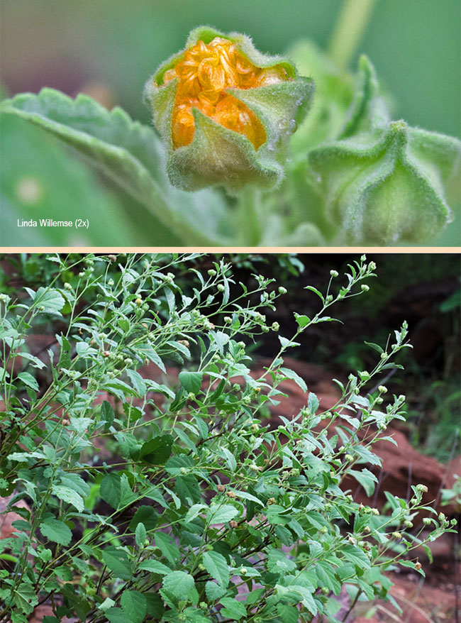 Sida dregei