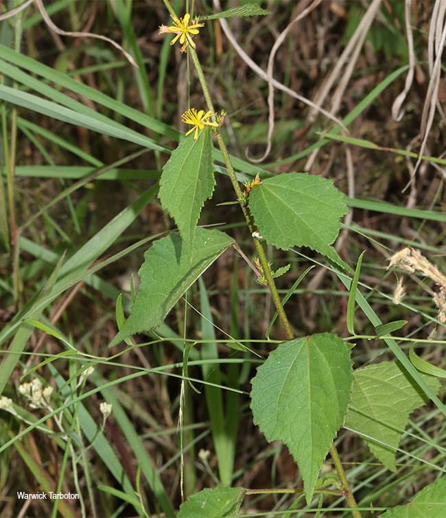 Triumfetta pentandra