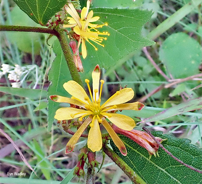 Triumfetta pentandra