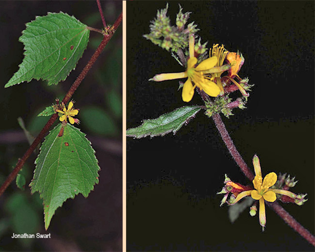 Triumfetta pentandra