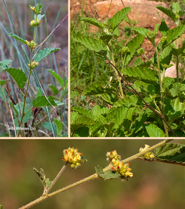 Waltheria indica