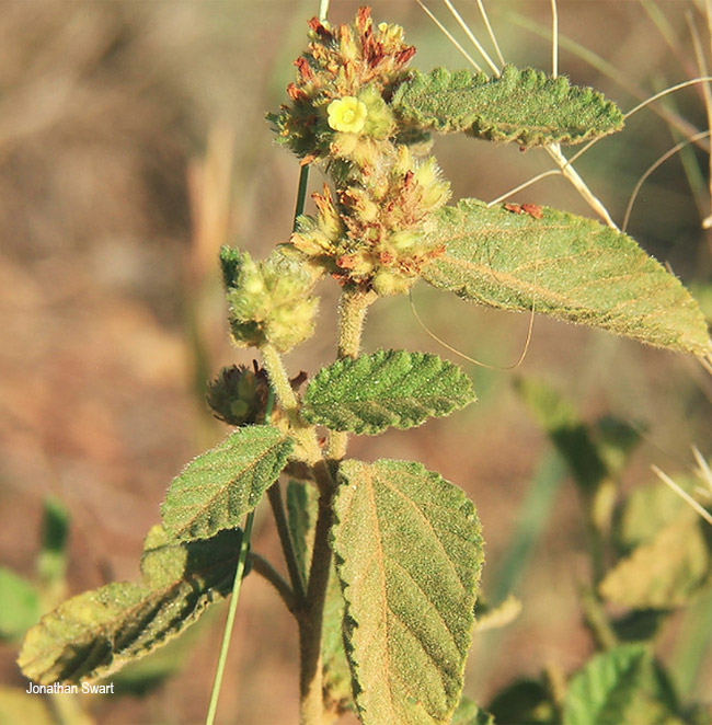 Waltheria indica