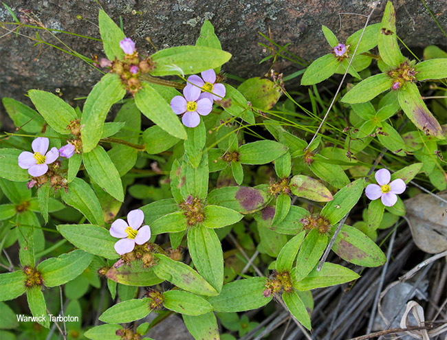 Antherotoma debilis