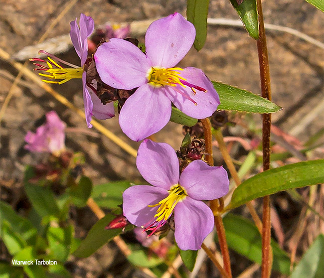 Antherotoma debilis