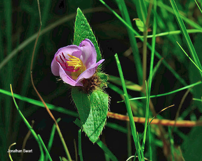 Antherotoma debilis