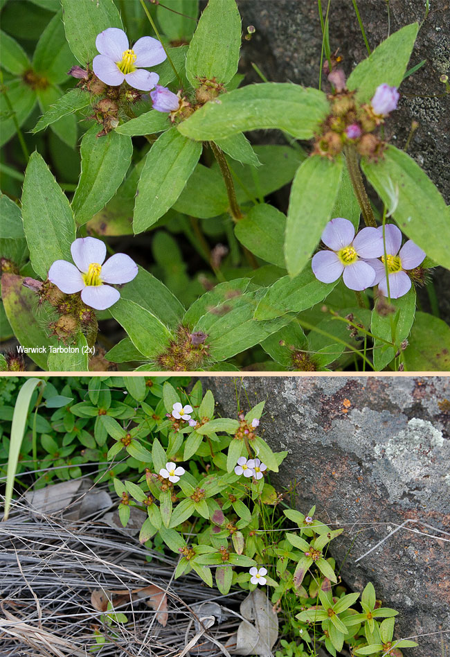 Antherotoma phaeotricha