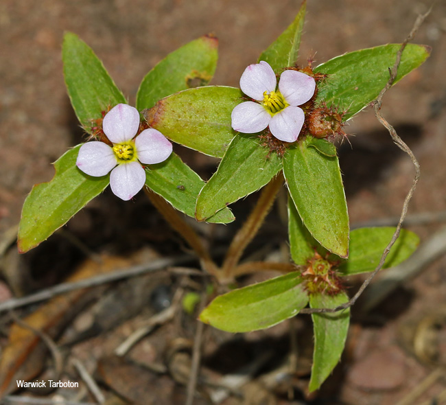 Antherotoma phaeotricha