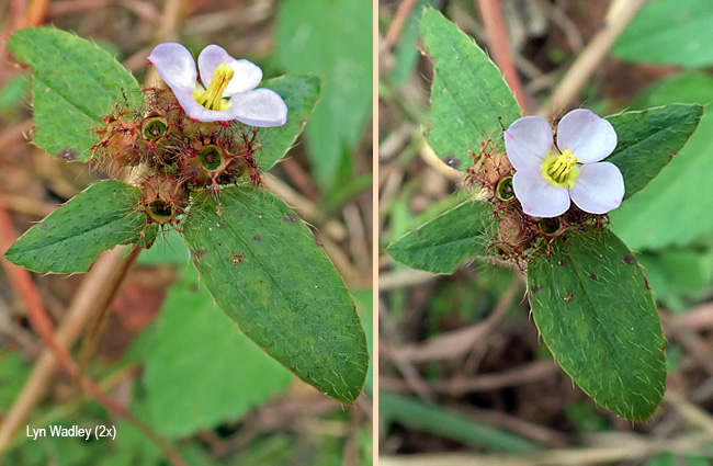 Antherotoma phaeotricha