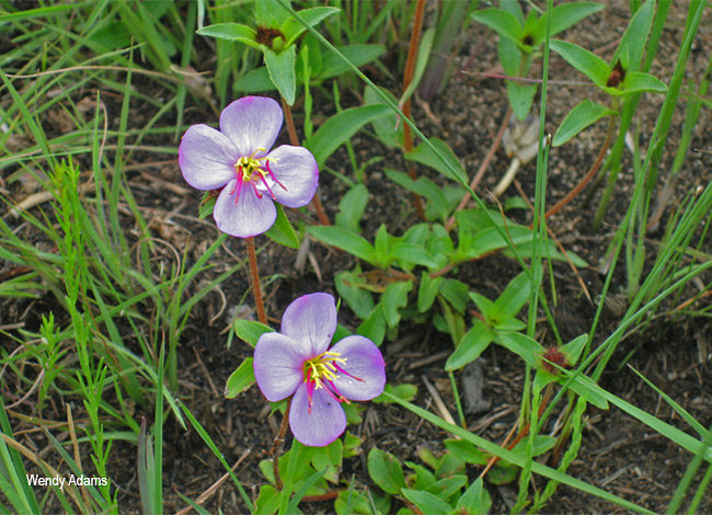 Dissotis debilis