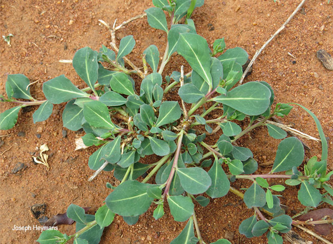 Corbichonia decumbens