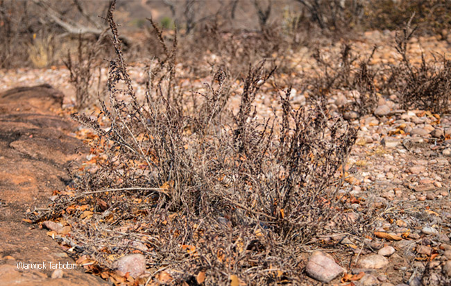 Myrothamnus flabellifolius