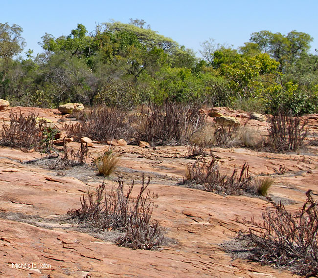 Myrothamnus flabellifolius