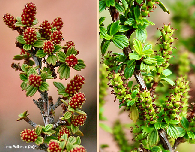 Myrothamnus flabellifolius