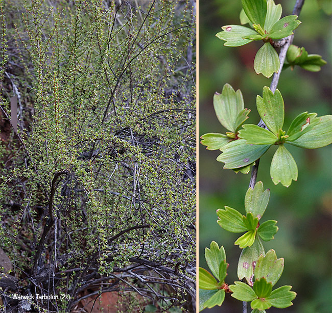 Myrothamnus flabellifolius