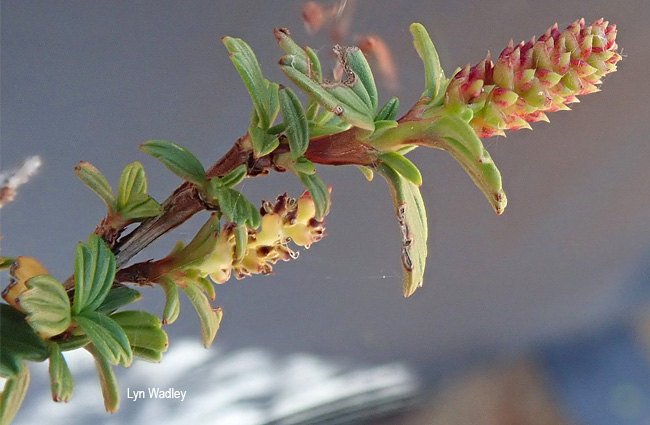Myrothamnus flabellifolius