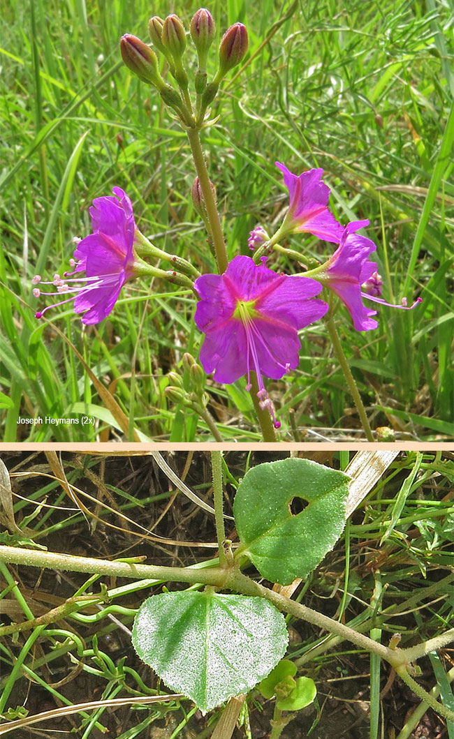 Commicarpus pentandrus