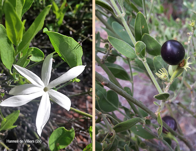Jasminum multipartum