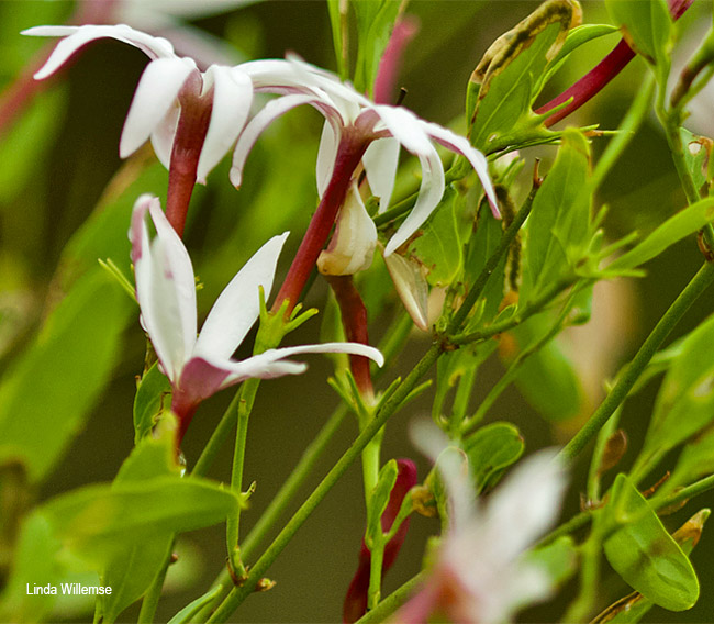 Jasminum multipartum