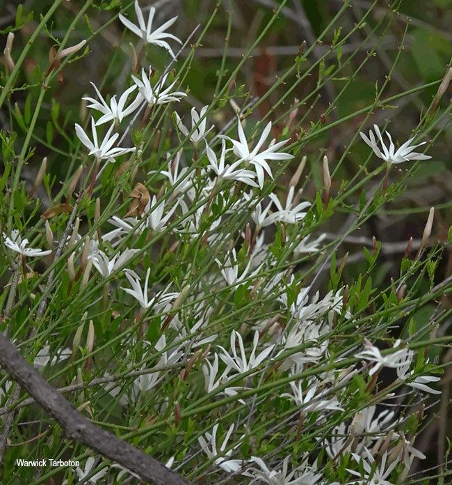 Jasminum multipartum